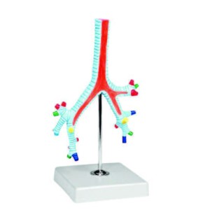 Model of Segmental Bronchi